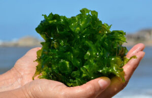 Las tendencias de la alimentación que viene.