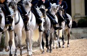 Las mejores universidades ecuestres: en busca de su educación de equitación.