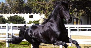 13a Certificación del caballo Frisón