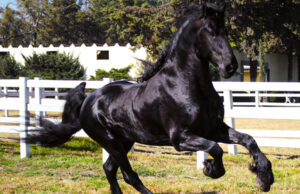 13a Certificación del caballo Frisón