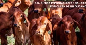 E.U. CIERRA IMPORTACION DE GANADO POR CULPA DE UNA MOSCA