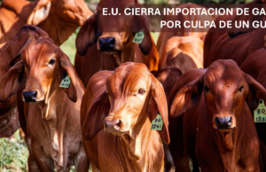 E.U. CIERRA IMPORTACION DE GANADO POR CULPA DE UNA MOSCA